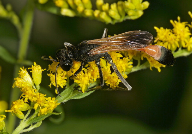 Ammophila pictipennis Sphecidae